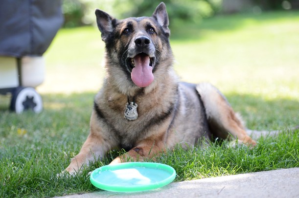 Retired K-9 Unit dog Czar happily rests near a Frisbee in his new home and back yard at Ann Arbor Police Officer Jeff Robinson's parents' home. Melanie Maxwell I AnnArbor.com